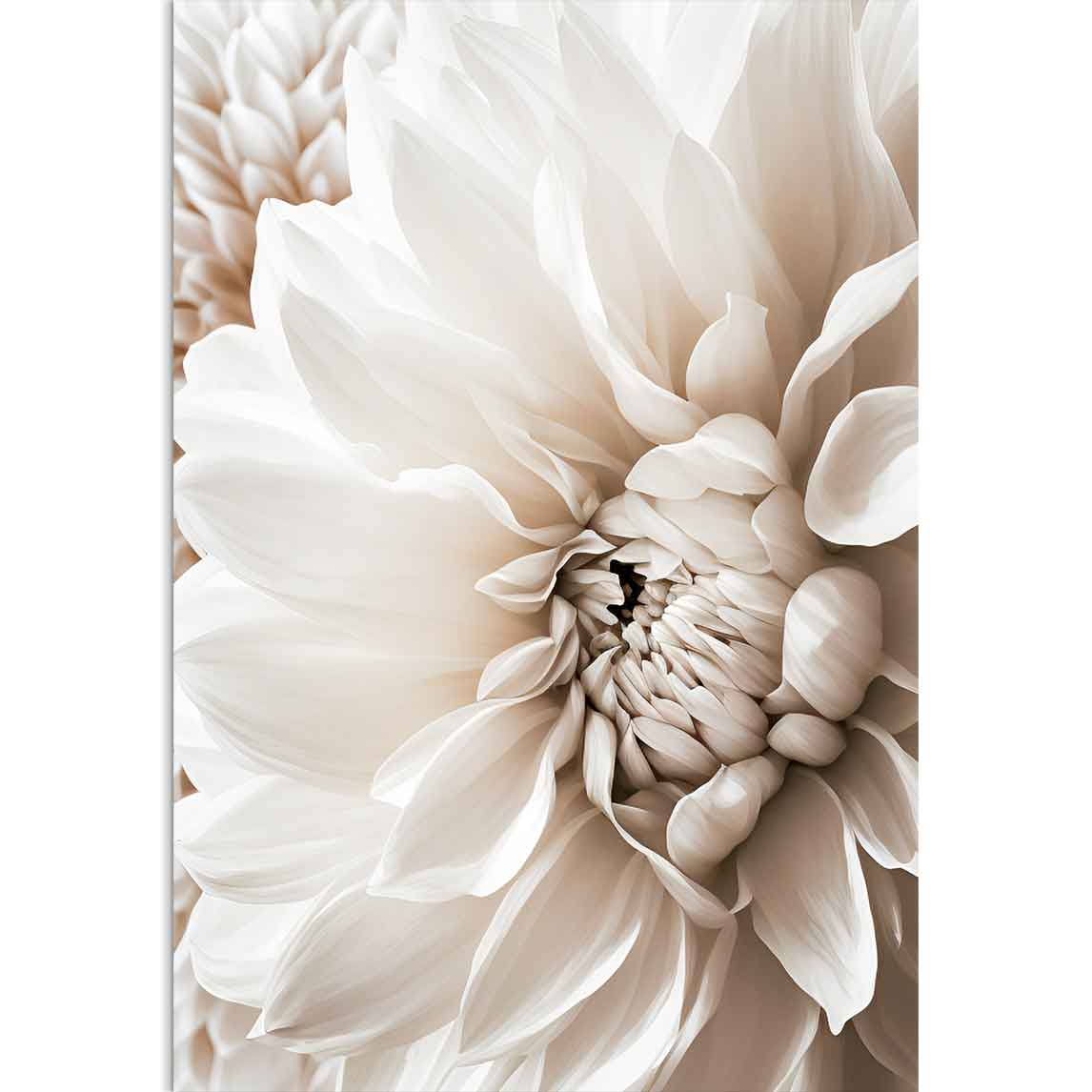 FLOWER - Weiß