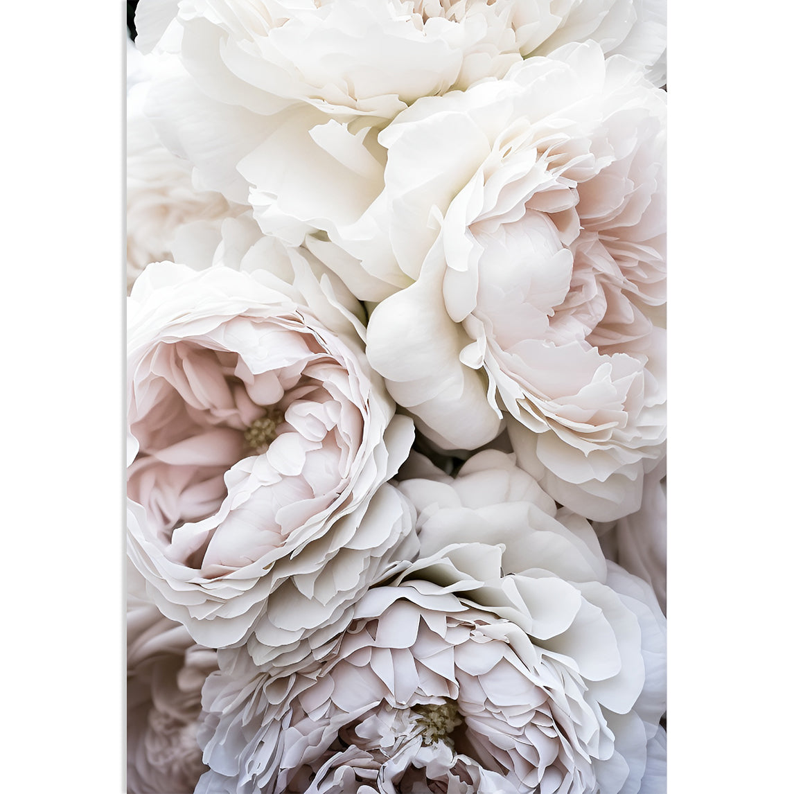 ROSES - Weiße Rosen